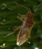 Rhopalus parumpunctatus